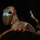 Ilustración para el artículo titulado Esta fascinante polilla australiana usa una especie de máscara cuando detecta un peligro
